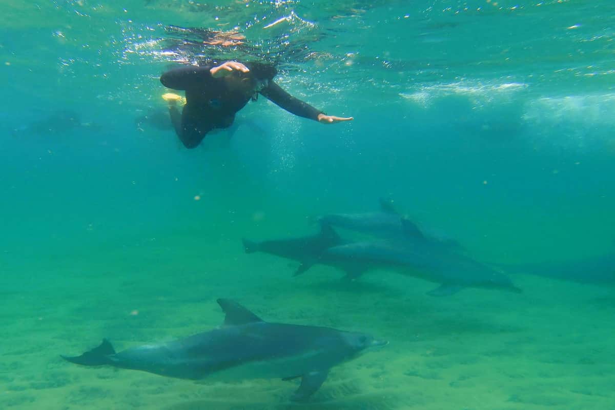 Delfines garantizados en nuestra excursión a nado de 4 horas.
