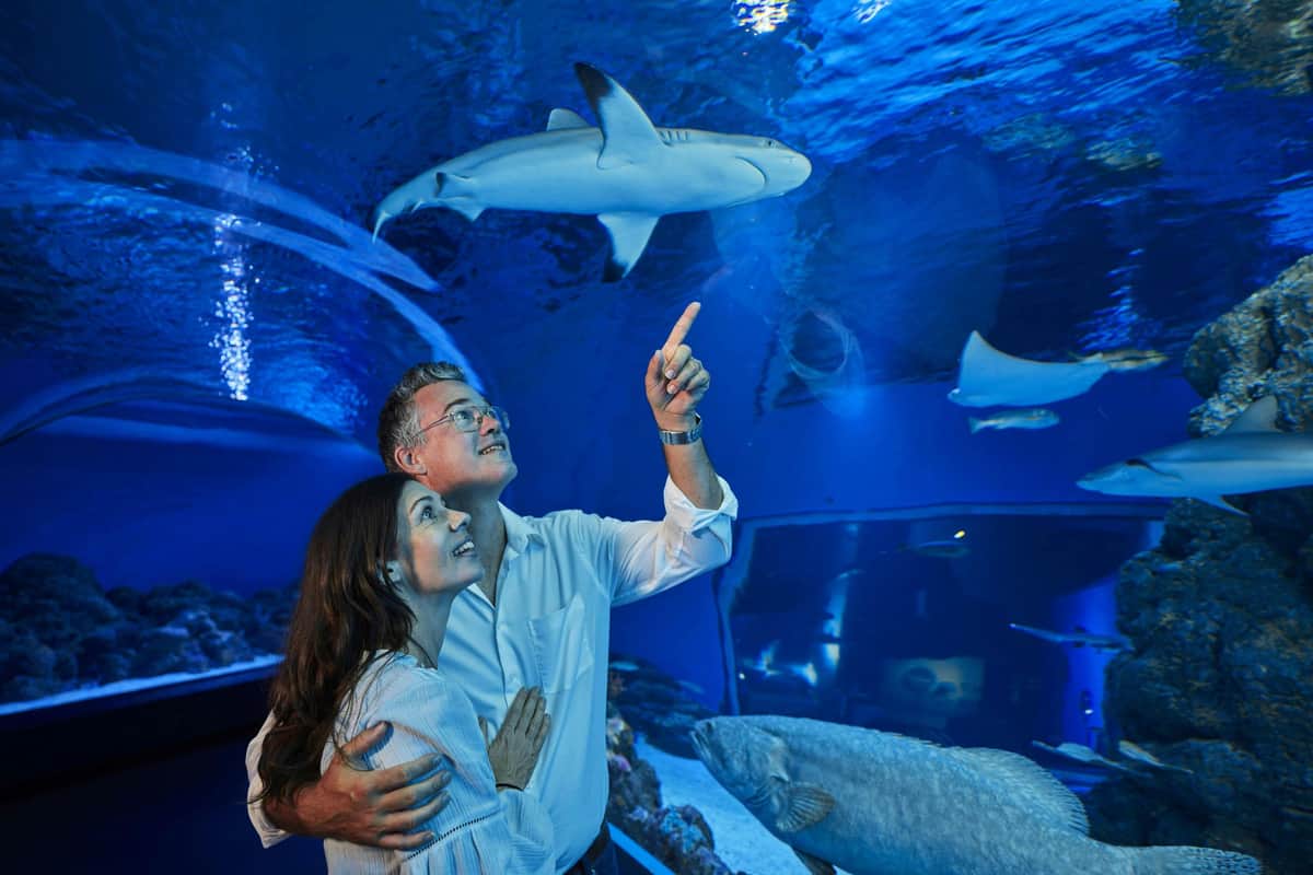 Cairns Aquarium by Twilight A couple observes a shark swimming above in an underwater aquarium tunnel, surrounded by marine life and blue lighting.