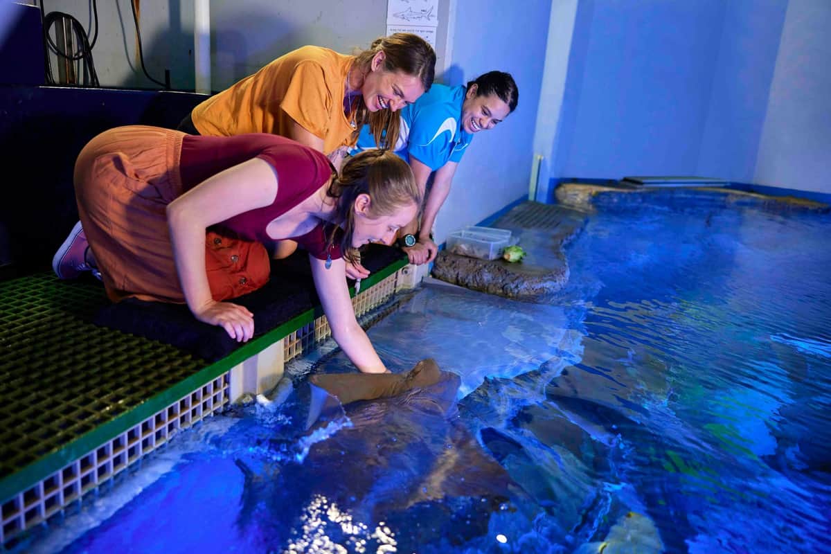 Marine Life Encounter at Cairns Aquarium Three people smiling and leaning over to touch a stingray in a water tank under blue lighting at an aquarium.