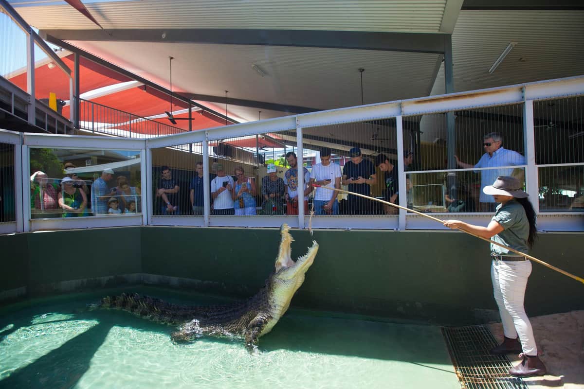 Croc N History Combo Big Croc Feed Show
