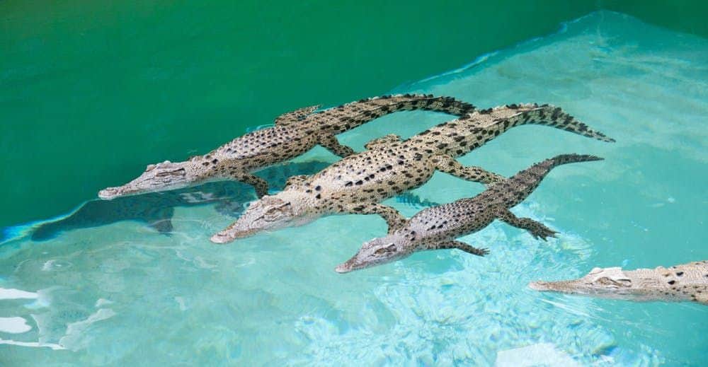 Crocosaurus Cove: Whipray Encounter Three crocodiles swimming side by side in clear, turquoise water.