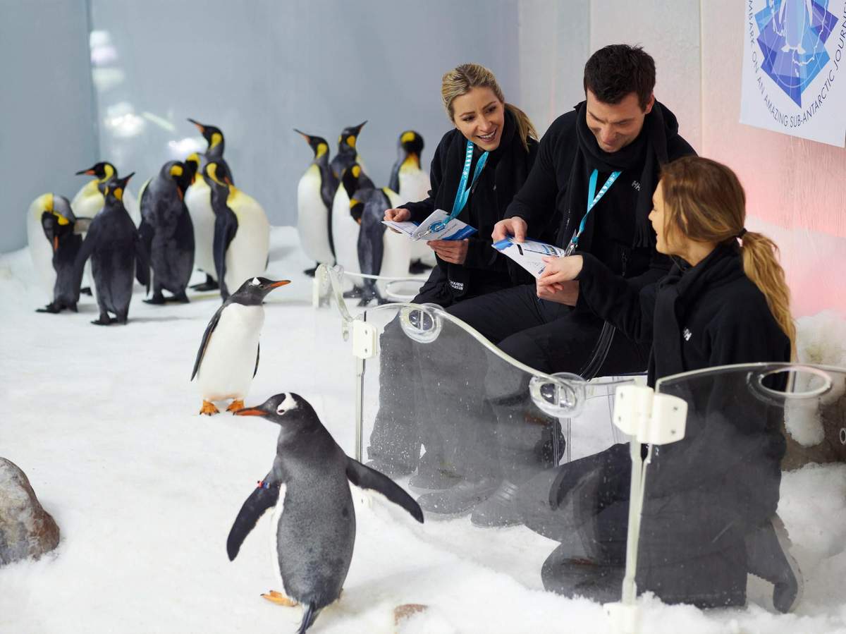 SEA LIFE Melbourne: Penguin Passport Experience Three people seated behind a glass barrier interact with penguins on a snowy surface, reading informational pamphlets.