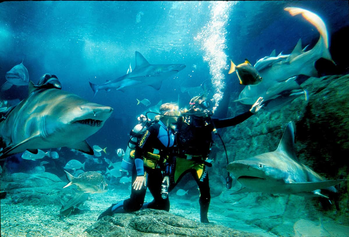 Shark Dive Xtreme at Sea Life Melbourne Two scuba divers surrounded by various sharks and fish underwater near a rocky sea floor.