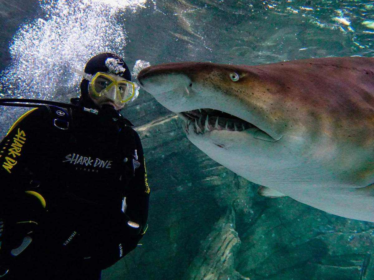 Shark Dive Xtreme at SEA LIFE Sunshine Coast A diver in scuba gear, labeled "SHARK DIVE," swims underwater next to a large shark baring its teeth.