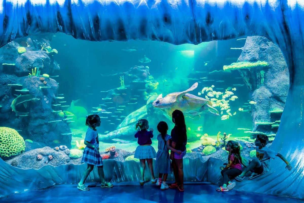 SEA LIFE Sydney Aquarium: Entry Ticket Photo of product