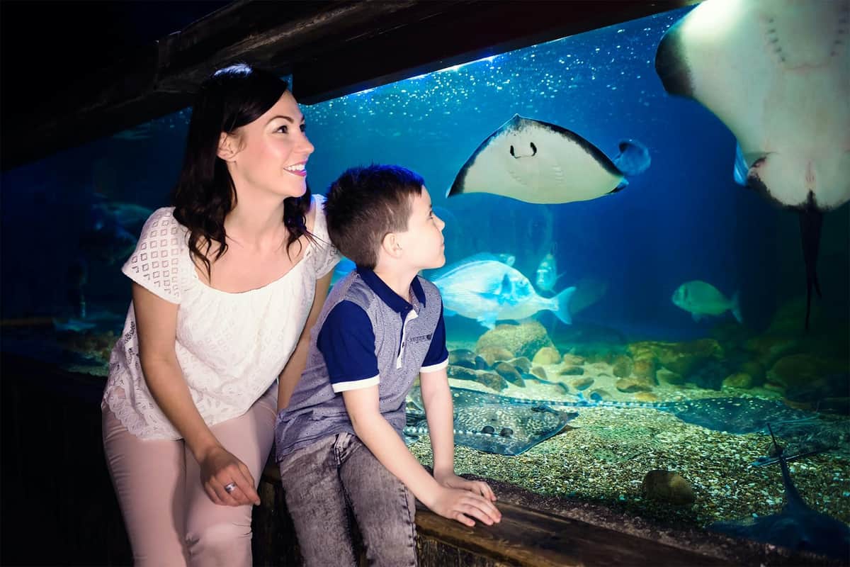 SEA LIFE Blankenberge: Entry Ticket A woman and boy watch a stingray swimming in an aquarium tank. The boy leans on the railing, and colorful fish are visible in the background.