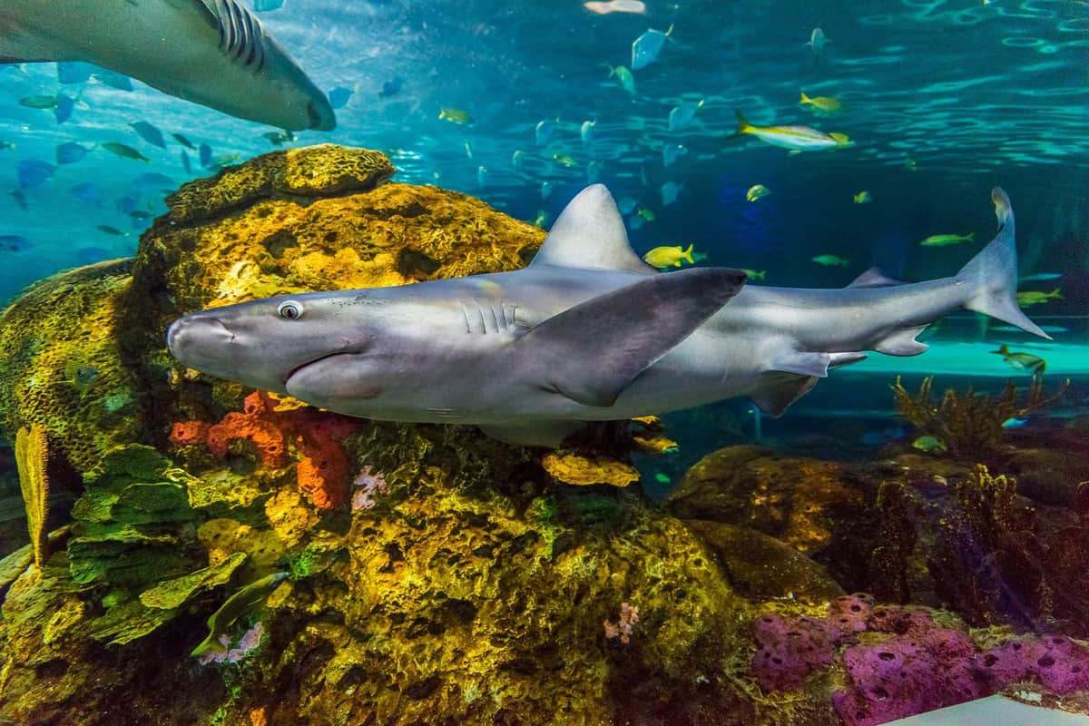 Ripley's Aquarium of Canada: Fast Track Ticket Ripley's Aquarium of Canada