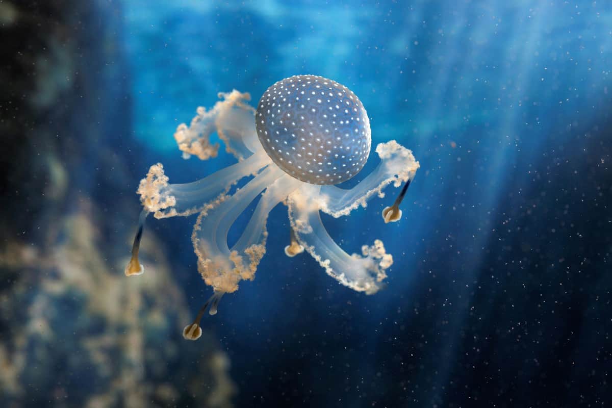 Océanopolis: Skip The Line Ticket A translucent jellyfish with a blue, spotted bell floats underwater, surrounded by rays of light.