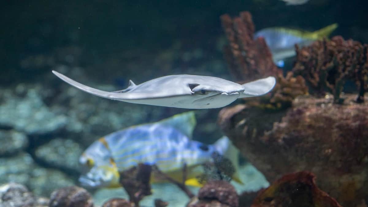 Seaquarium Le Grau-du-Roi: Entry Ticket A stingray swims near coral, with a colorful fish visible in the background.