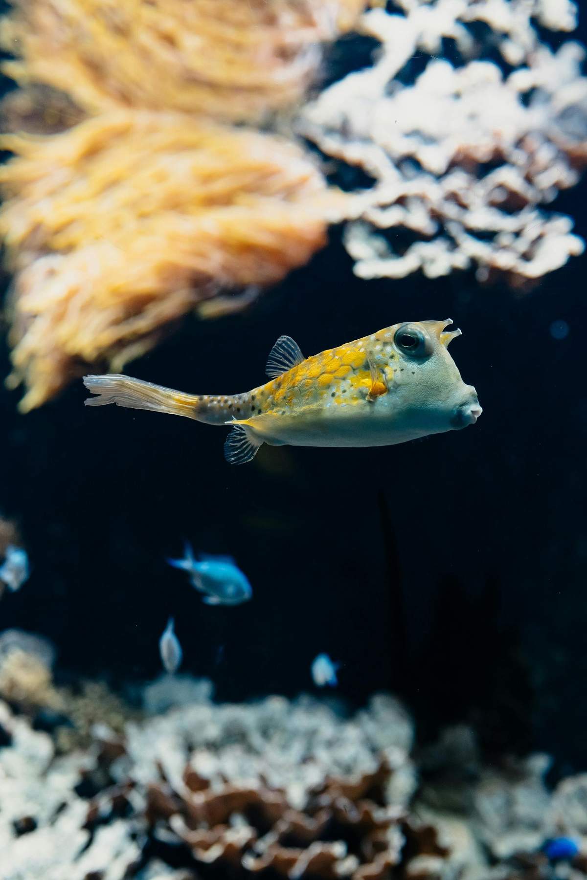 Aquarium du Grand Lyon: Entry Ticket A yellow-spotted fish swims in an aquarium with coral formations in the background. Other small fish are also visible.