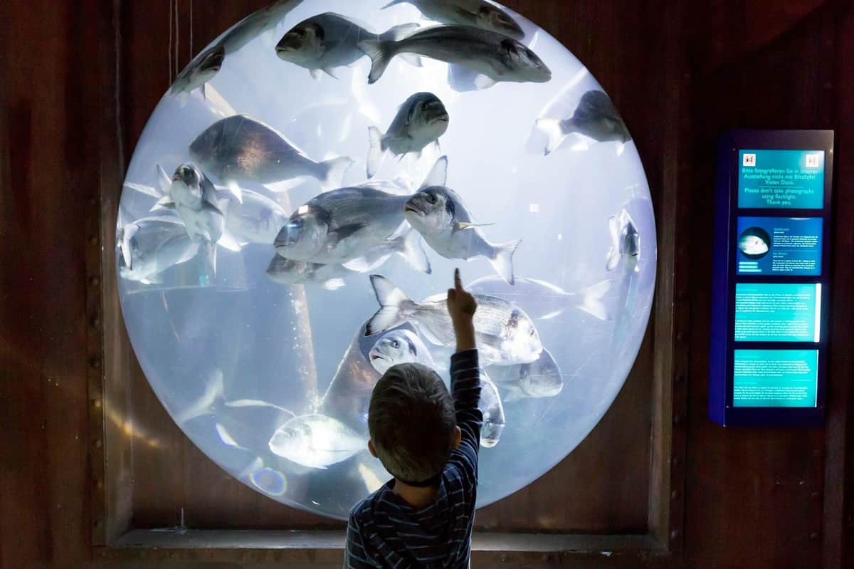SEA LIFE Speyer: Entry Ticket A child points at fish swimming inside a large circular aquarium.