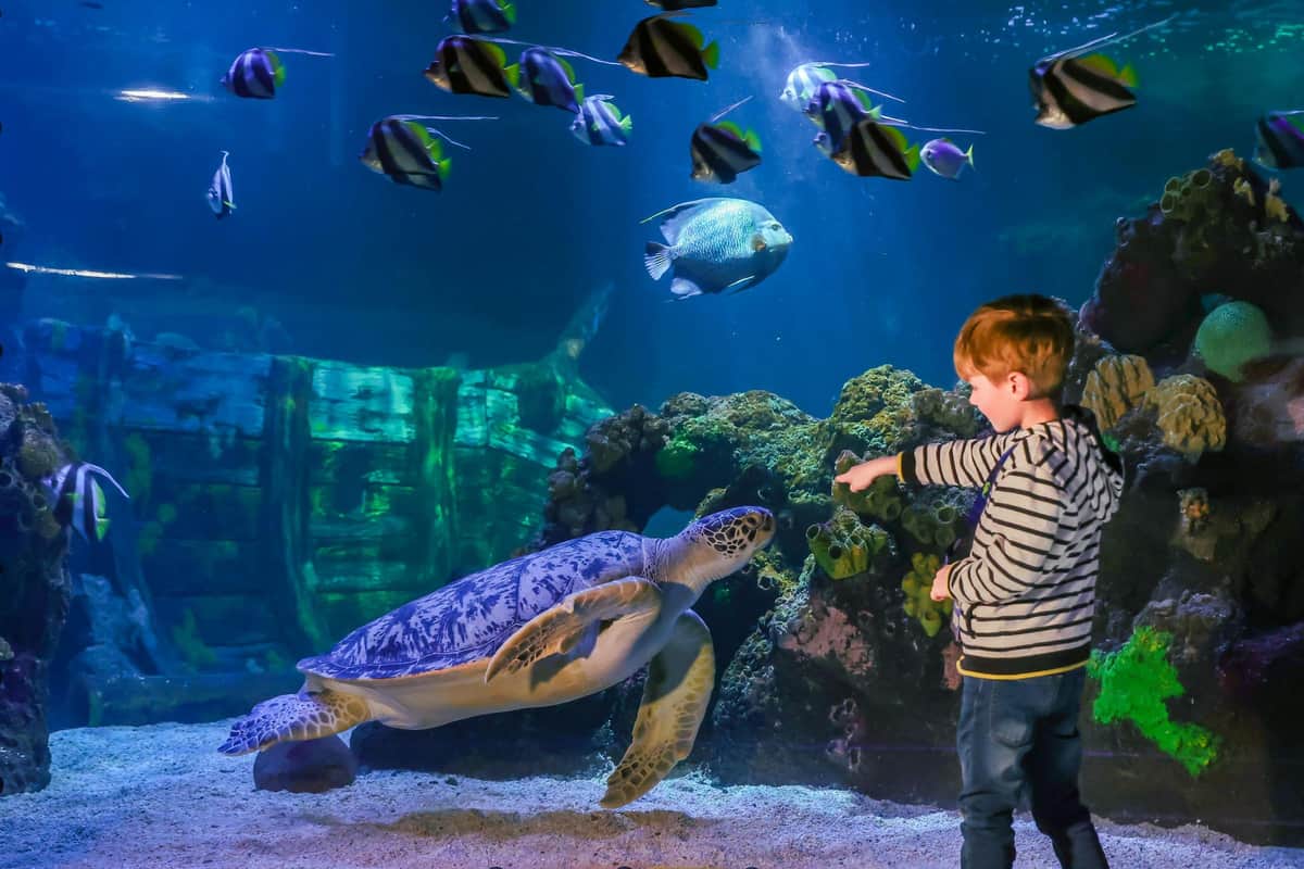 SEA LIFE Timmendorfer Strand: Entry Ticket A child points at a large sea turtle in an aquarium, surrounded by colorful fish and coral.