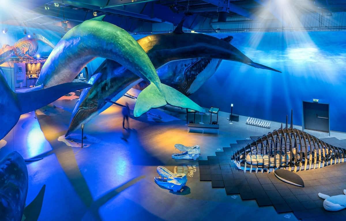 Whales of Iceland: Entry Ticket Museum Interior
