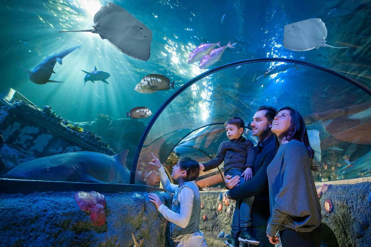Gardaland SEA LIFE Aquarium: Entry Ticket A family of four observes marine life through an underwater tunnel in an aquarium, surrounded by various fish and rays.
