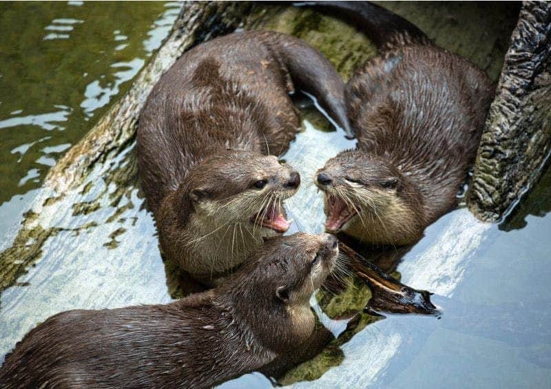 Aquarium of Cattolica: Entry Ticket + Lunch Three otters in water, two with mouths open, possibly vocalising, surrounding a piece of wood.