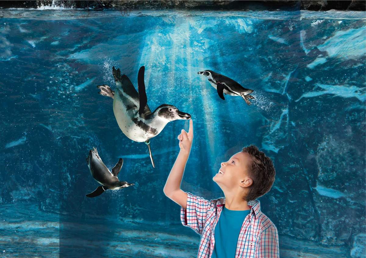 Aquarium of Cattolica: Fast Track Ticket A boy in a plaid shirt smiles and points at penguins swimming underwater in a blue aquarium exhibit.
