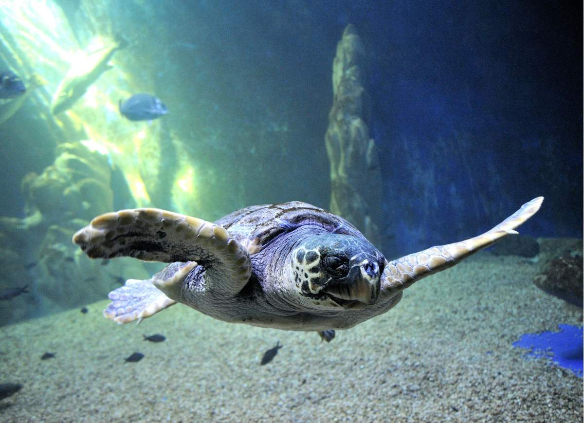 Aquarium of Cala Gonone: Entry Ticket A sea turtle swims underwater near the sandy floor, with small fish in the background and light filtering through the water.