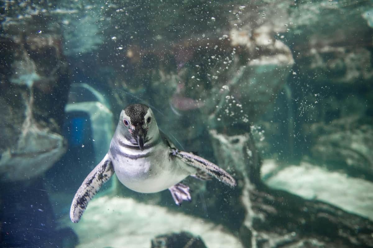 Aquarium of Genoa: Fast Track Ticket + Impossible Museum Aquarium of Genoa - Penguin