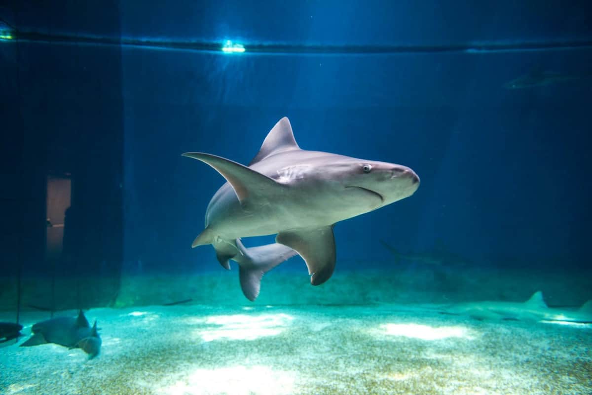 Shark Aquarium of Genoa