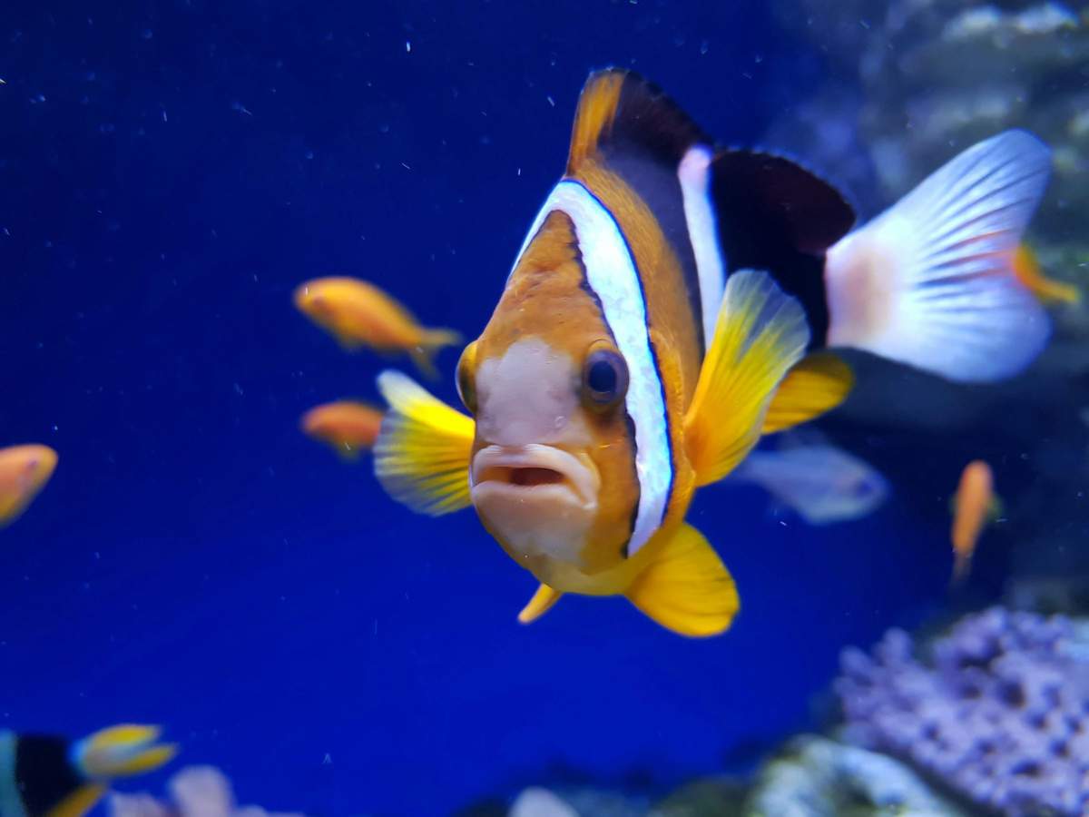 Aquarium of Naples: Entry Ticket Close-up of a clownfish with orange, white, and black stripes, swimming in a blue aquarium with other fish in the background.