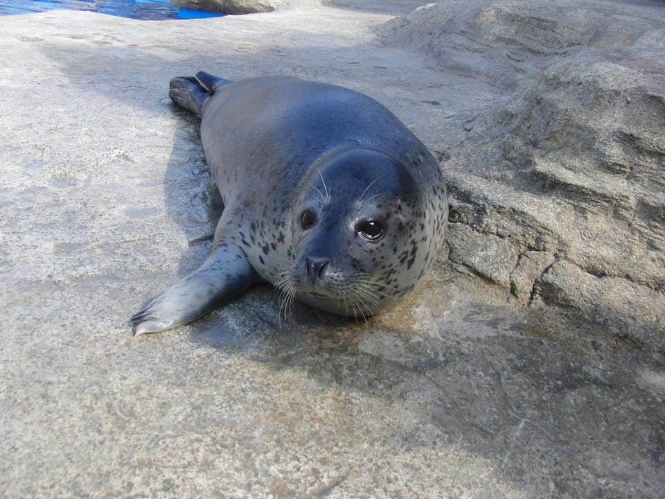 Uminonakamichi Marine World: Admission Ticket A spotted seal rests on a rocky surface, looking towards the camera with a calm expression. Blue water is visible in the background.