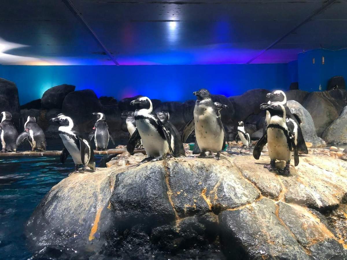 A group of penguins standing on rocks in an indoor exhibit with colorful lighting and a water area visible.