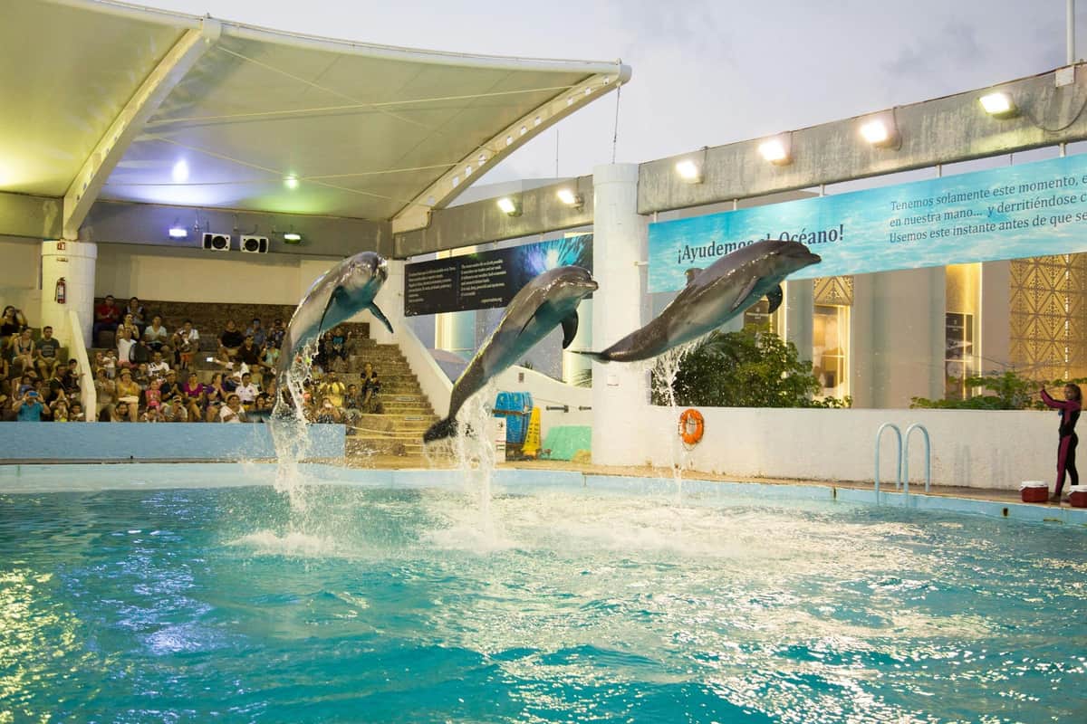 Interactive Aquarium Cancún: Entry Ticket + Dolphin Show Dolphin presentation