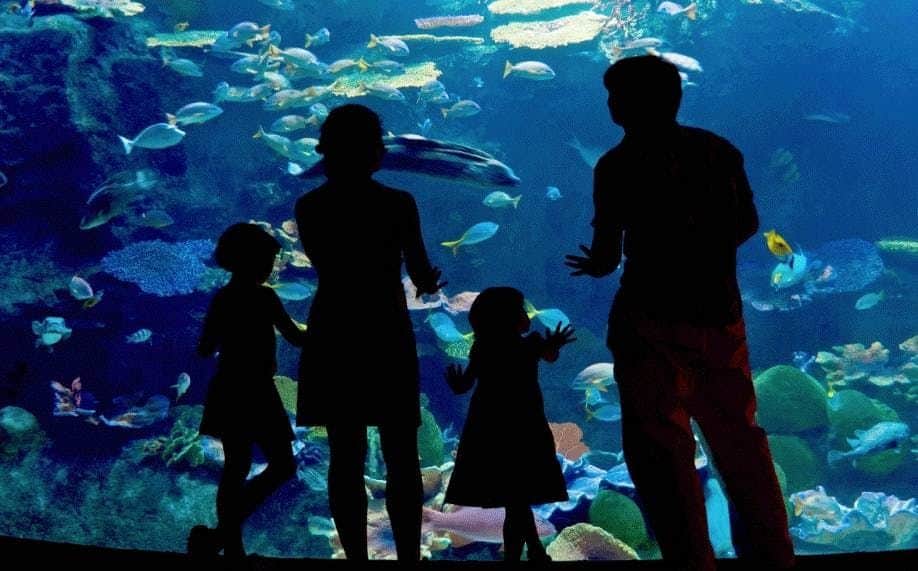 Veracruz & Mandinga Lake Highlights Tour Silhouettes of a family of four watching colorful fish swim in a large aquarium.