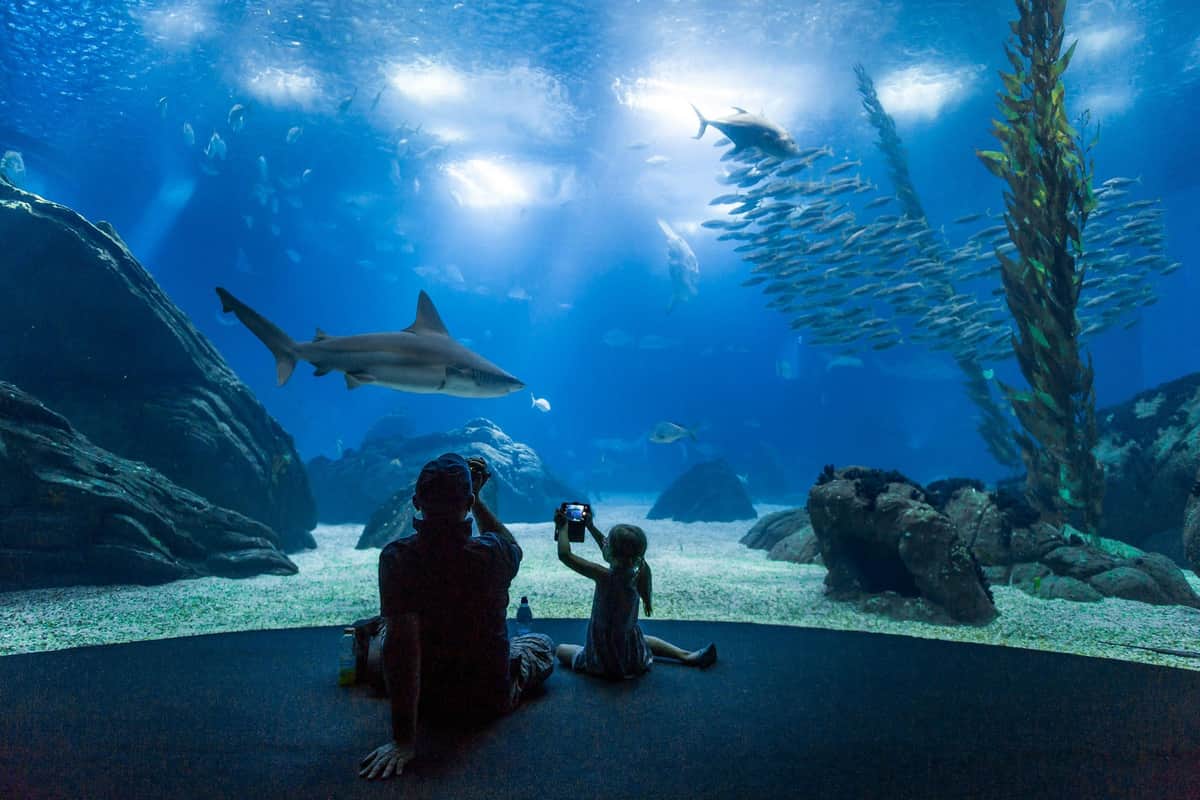 Oceanário de Lisboa: Entry Ticket One Planet, One Ocean