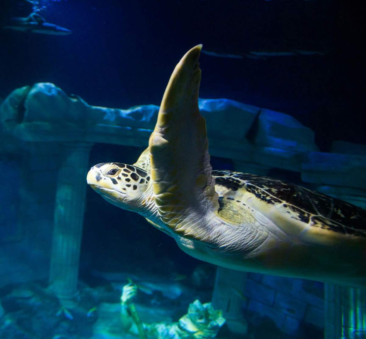 SEA LIFE Porto: Entry Ticket Mariza turtle in the Kingdom of Salacia