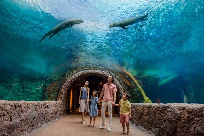 Eine vierköpfige Familie geht durch einen Unterwassertunnel und betrachtet zwei große Fische, die über ihnen in einem Aquarium schwimmen.
