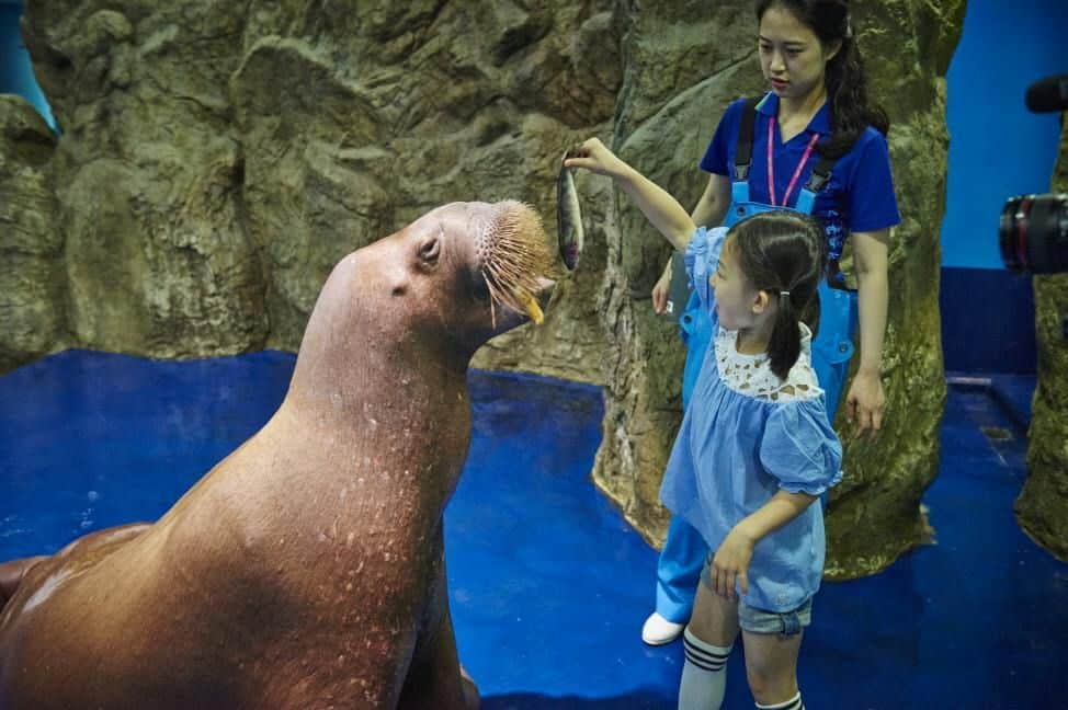 Una niña le da de comer un pez a una morsa bajo la supervisión de una mujer con uniforme azul, de pie sobre un suelo azul cerca de unas paredes rocosas.