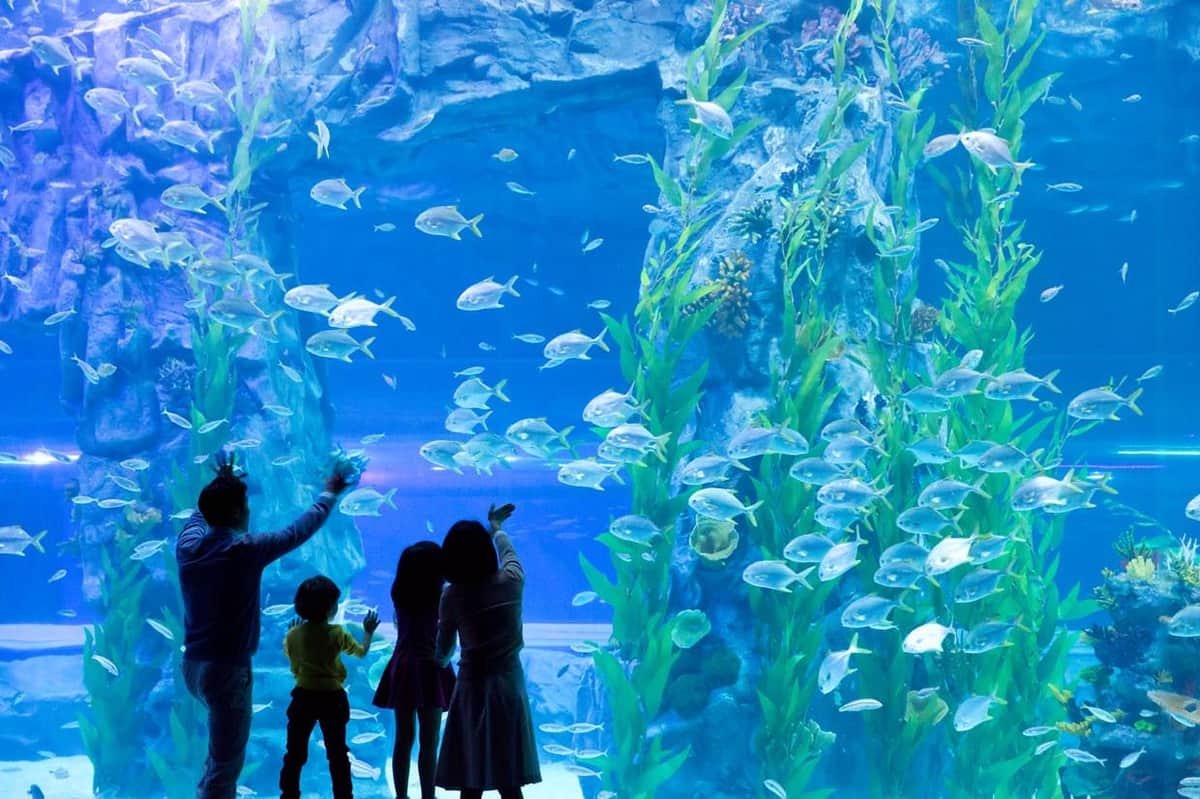 Four people silhouetted in front of a large aquarium tank with colorful fish and underwater plants.