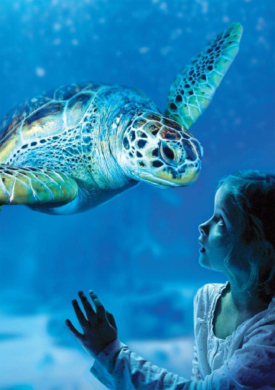 SEA LIFE Benalmádena: Entry Ticket GREEN TURTLE
