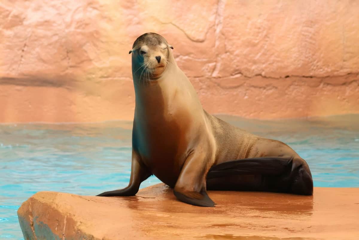A sea lion sitting on a rock next to a pool of water, with a textured wall in the background.
