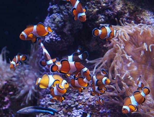 Bioparc Gijon Aquarium: Entry Ticket Numerous clownfish swim near corals and anemones in a vibrant underwater scene.