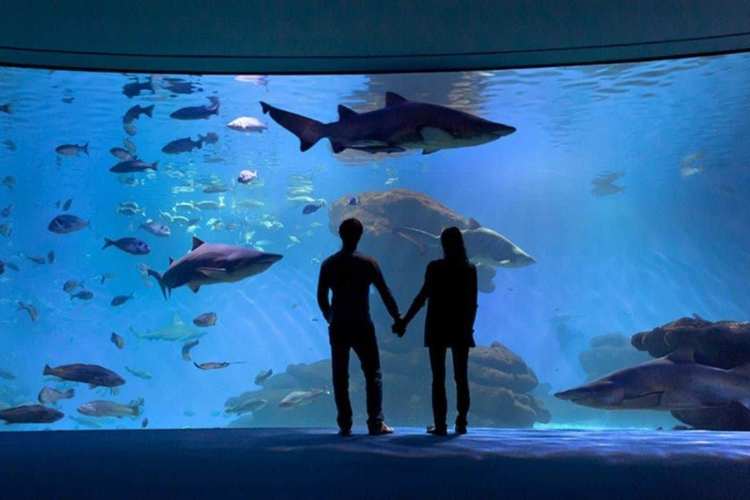 Palma Aquarium: Admission Ticket + Transfer from East Zone Big Blue Shark Tank