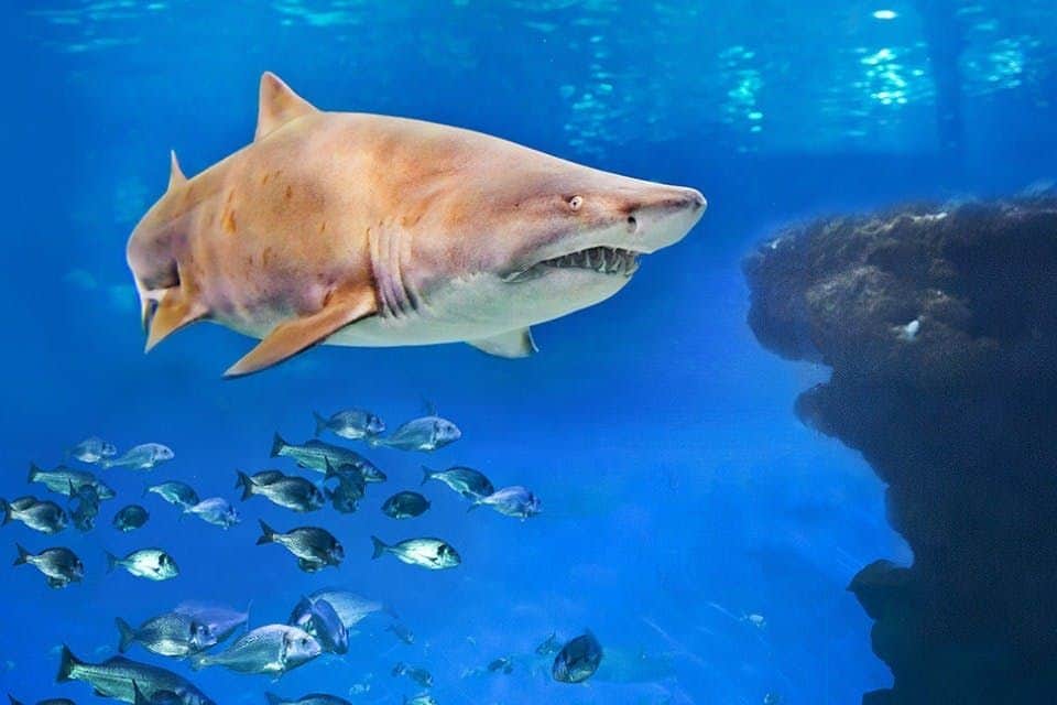 Palma Aquarium: Entrance + Diving with Sharks Deep Blue