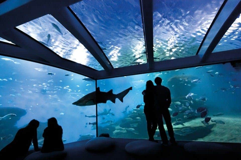 Palma Aquarium: Entry Ticket + Transfer from Cala Ratjada Area Big Blue