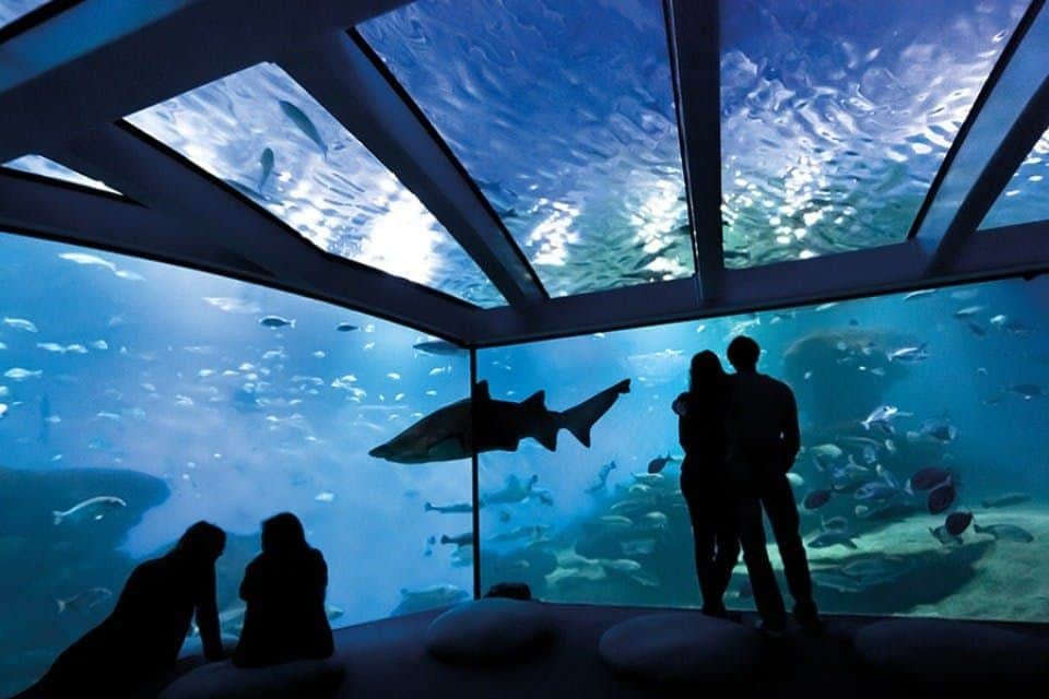 Palma Aquarium: Entry Ticket + Transfer from Calvià Area Shark Tank