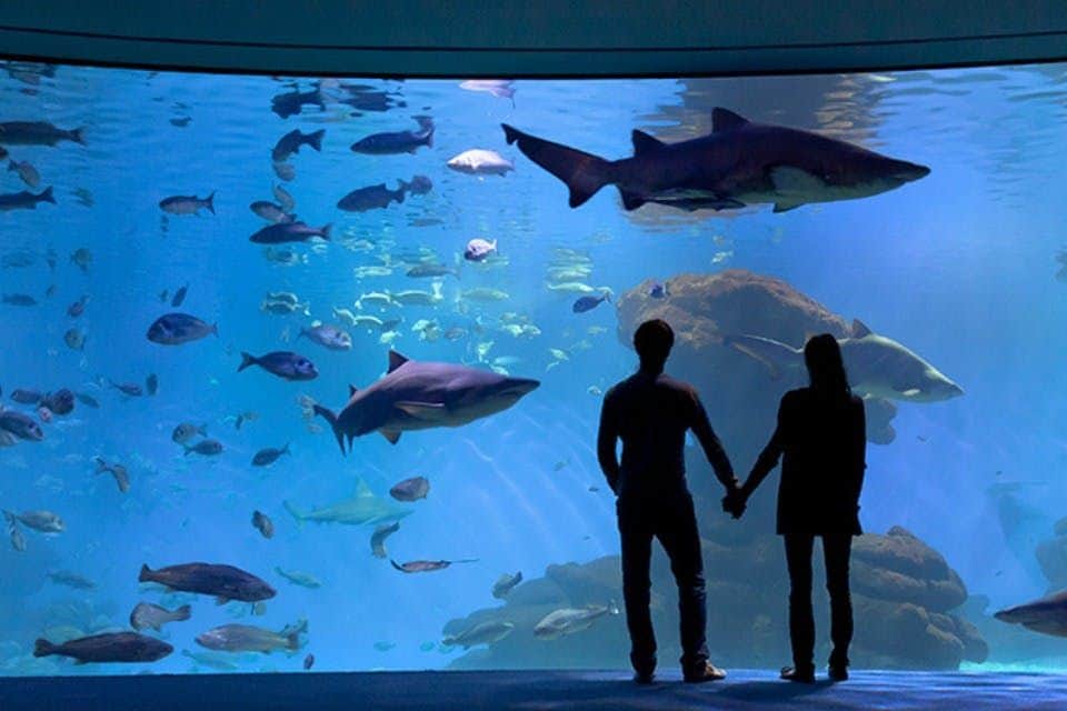 Palma Aquarium: Skip The Line Ticket + Optional 3D Cinema Aquadome The Big Blue