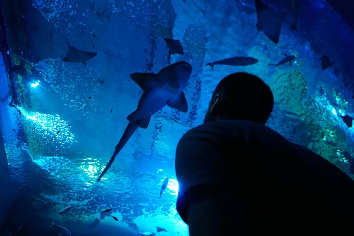 Seville Aquarium: Entry Ticket A person looks at a shark swimming overhead in a blue-lit aquarium.