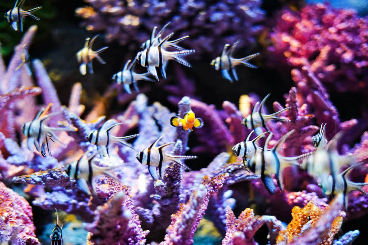 SEA LIFE Bangkok Ocean World: Entry Ticket Colorful tropical fish swim among vibrant pink and purple coral in an underwater scene.