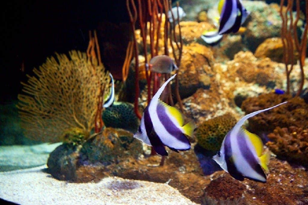 Underwater World Pattaya: Entry Ticket Underwater World Pattaya