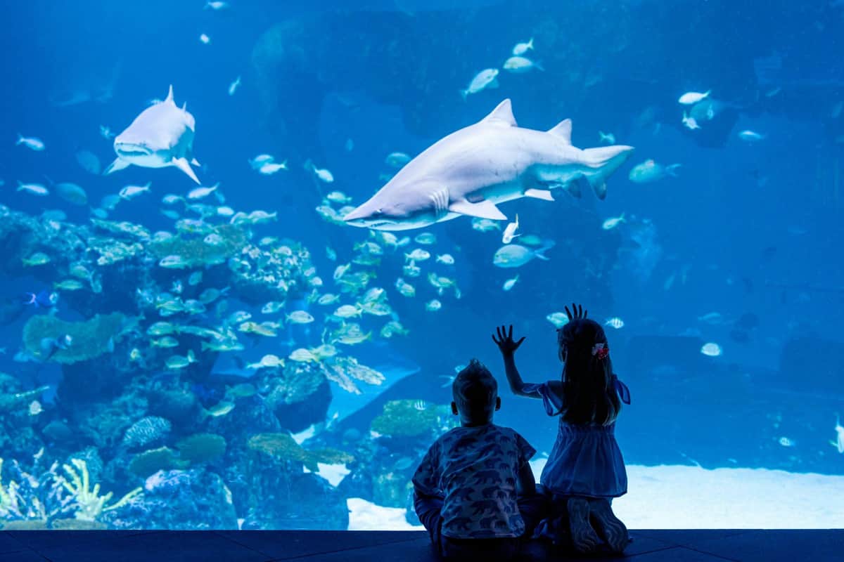 Aquaria Phuket: Entry Ticket Two children sitting and watching a large shark and fish in an aquarium tank with vibrant blue lighting.