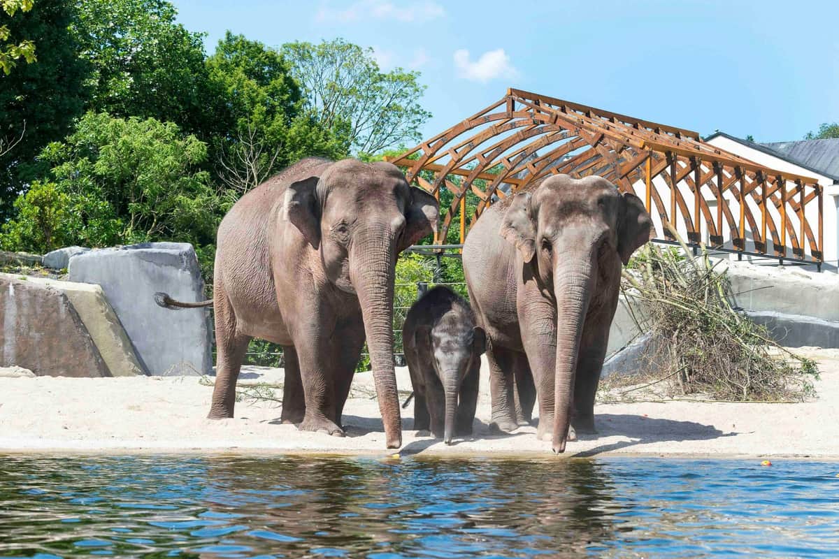 Three elephants, including a calf, standing near some water, with greenery and a wooden structure in the background.