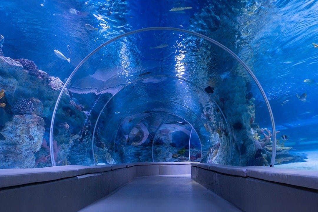 Istanbul: Emaar Aquarium & Underwater Zoo Entry Ticket Emaar Aquarium & Underwater Zoo