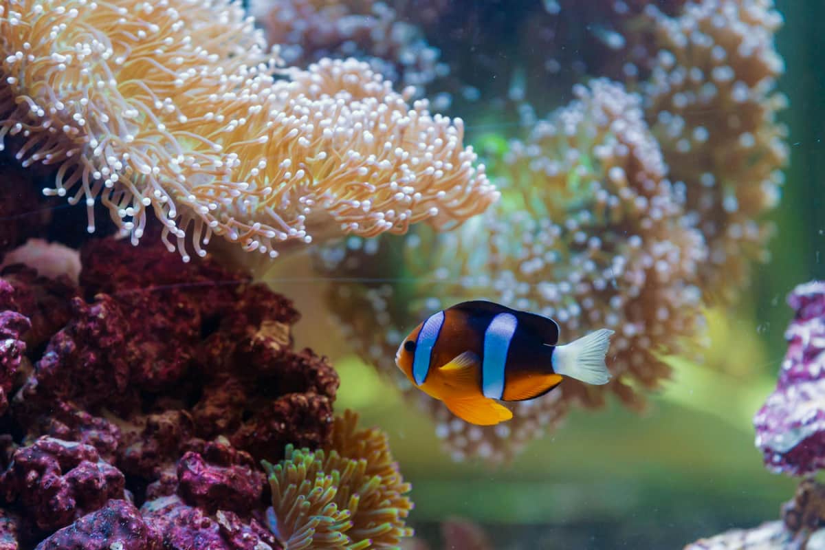 The National Aquarium Abu Dhabi: Entry Ticket A clownfish swims near anemones and colorful coral in a vibrant underwater scene.