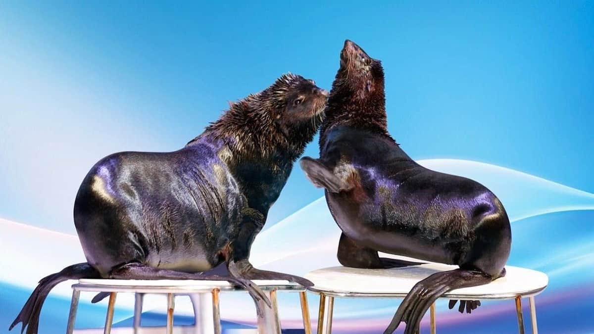 Dubai Dolphinarium: Dolphin and Seal Show Two sea lions sit on raised platforms, facing each other with open mouths. The background is a blue and white gradient.