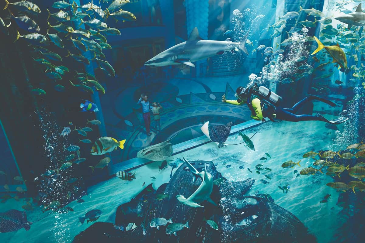Lost World Aquarium: Diving & Snorkeling Experiences Atlantis The Palm - Dive Discovery
